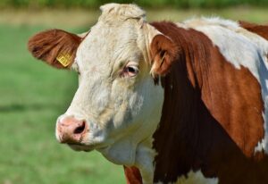 german-campus-cow-milk-vs-plant-milk