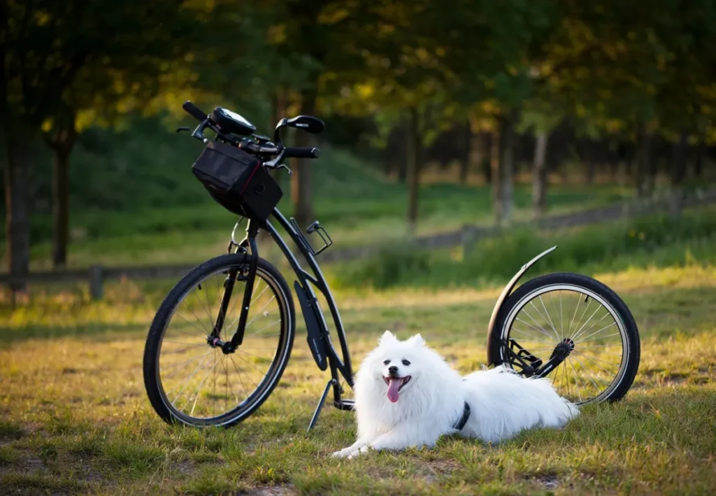 Ausbildung: dog, animal and scooter