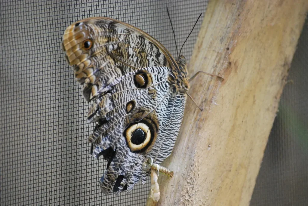 German grade calculator: butterfly, pupa and nature