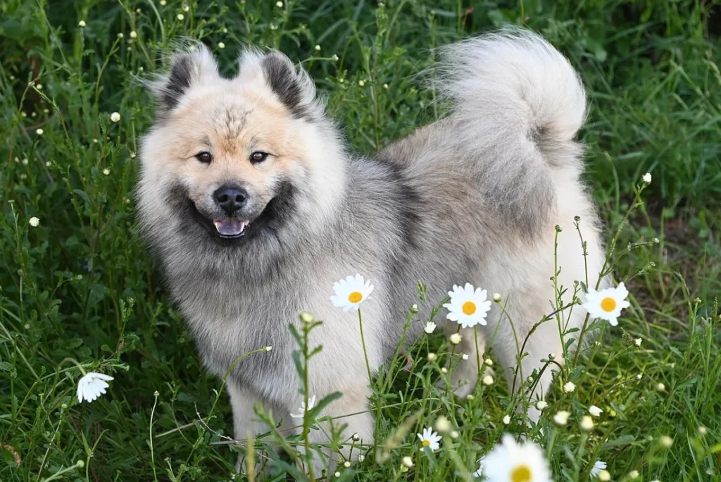 German student visa: dog, eurasier dog and eurasier stallion