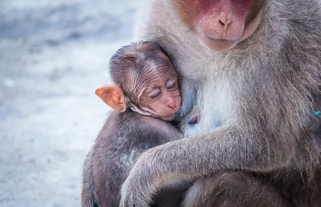 Nursing: monkey, baby monkey and care