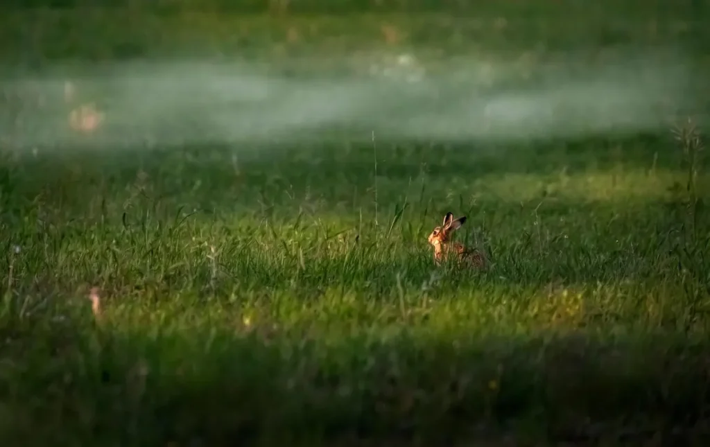 Phd in germany: rabbit, grass and meadow