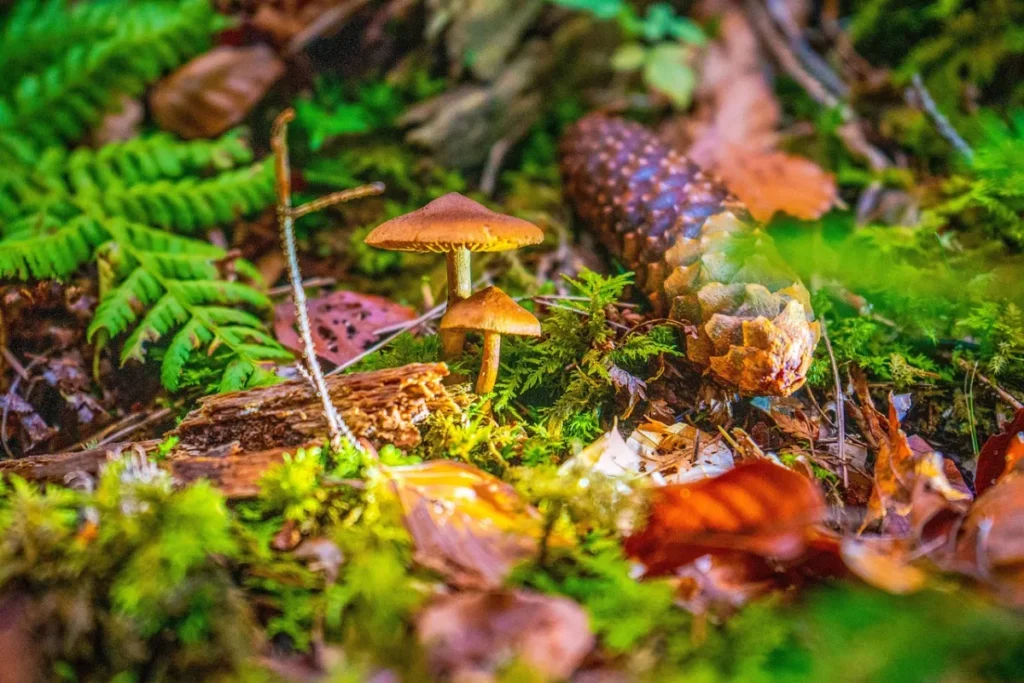 Phd in germany: mushrooms, in the black forest and bad wildbad