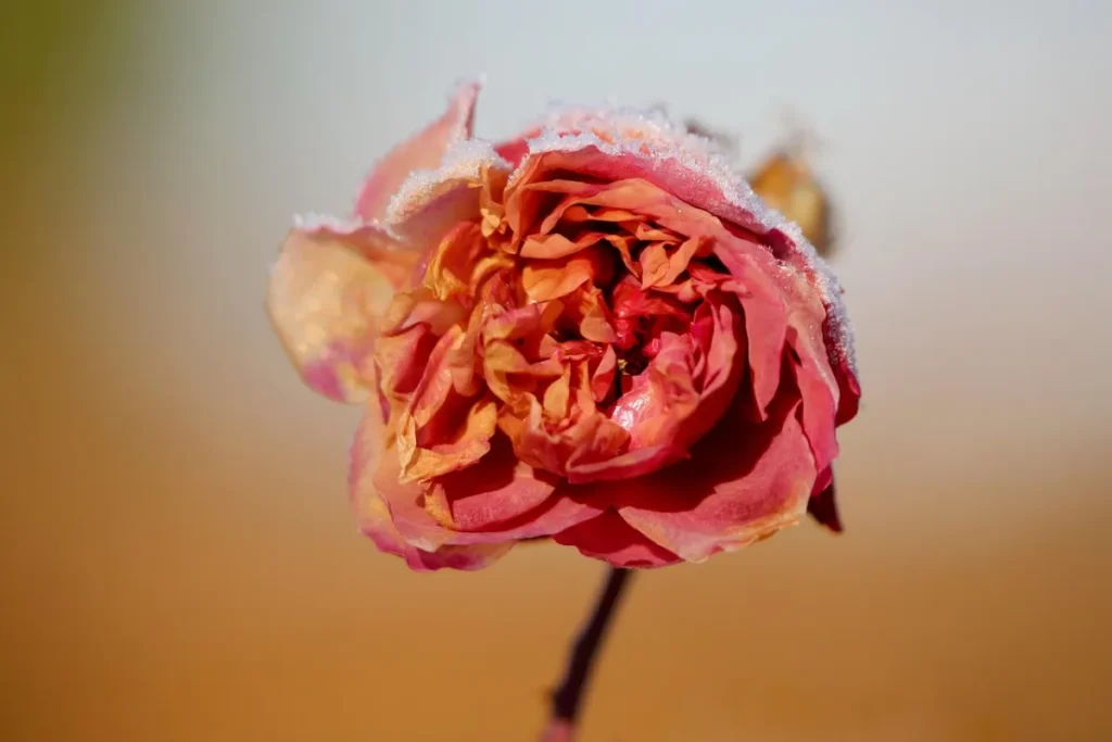 Scholarships in germany: rose, snow and frozen