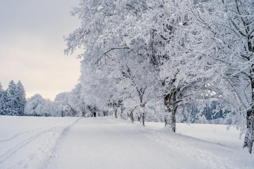 Wg in germany: snow, landscape and trees